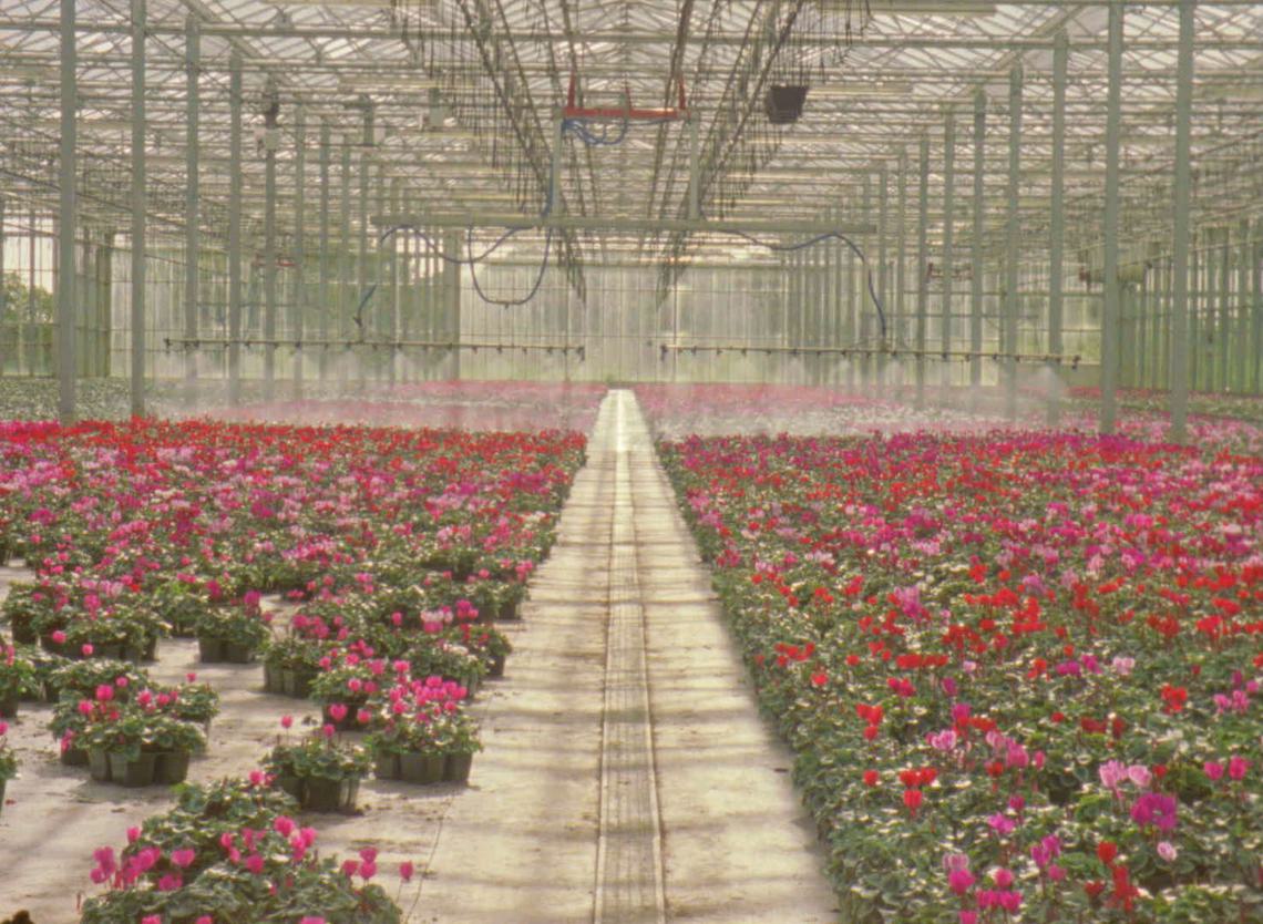 Film still of inside a greenhouse